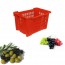 Cassetta agricola cassa cesta frutta olive rettangolare plastica fondo forato